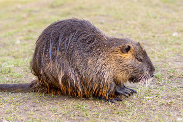 Nutria, Myocastor coypus or river rat the wild near the river
