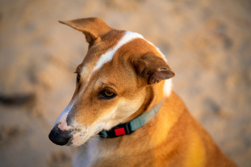 Portrait of a dog on the beach