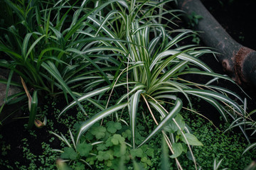 Fototapeta premium A tropical plant close up in the dense thickets of the jungle. Tropics