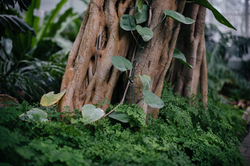 Thick thickets of plants in the greenhouse. Jungle, the screensaver