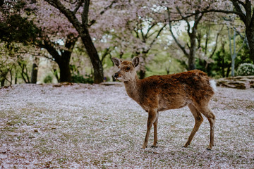 Naklejka na ściany i meble Deer in Nara Park in Sakura blossom