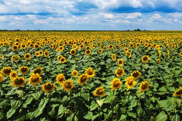Fototapeta premium Blooming sunflower field high angle view