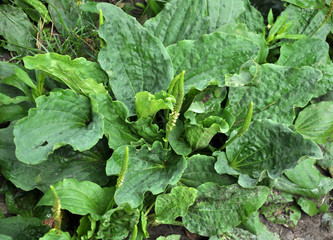 In nature, the plantain is growing