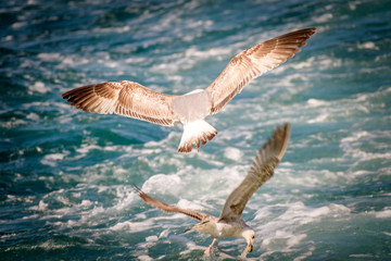 2 sea gulls flying over rough waters