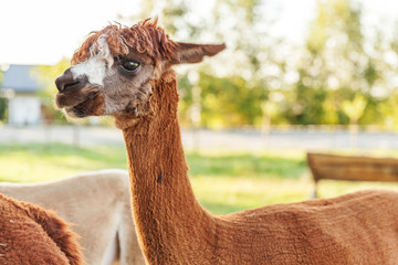 Cute alpaca with funny face relaxing on ranch in summer day. Domestic alpacas grazing on pasture in...