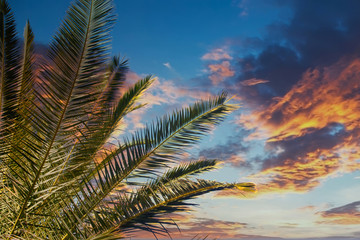 Palm Tree Under Sunset Skies with room for copy space