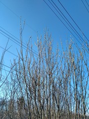 branches of a tree eith buds against blue sky on spring sunny day