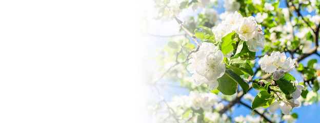 Long wide banner with blossom apple tree on blue sky background with copy space for your design. Hello spring greeting card. Mother’s Day greeting card.