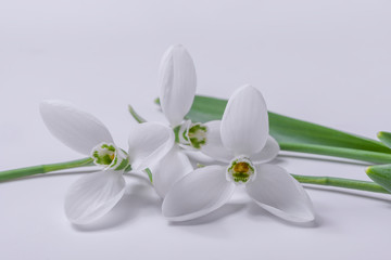 These are white snowdrops.