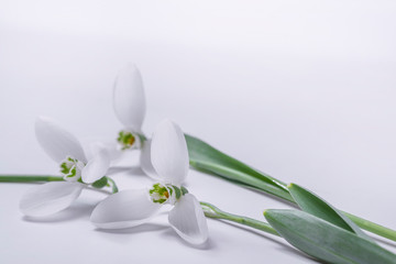  This is a spring motive. Snowdrops are on a white background.