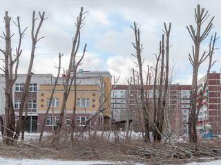 Winter pruning of tall or dry trees in the city