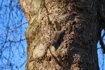 Eastern gray squirrel, Sciurus carolinensis, also known as grey squirrel holding bark of tree trunk in the park in London and waiting. Originaly north american kind of squirrel introducing in Europe.
