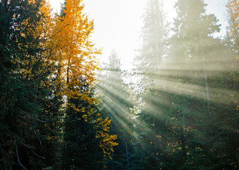 Obraz premium Smoke through the trees afternoon light