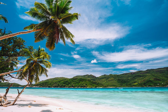 Palm trees on paradise beach with white sand and blue ocean lagoon. White clouds in blue sky