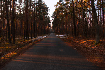 Naklejka premium jesienny las