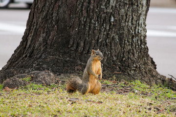 squirrel standing below a tree