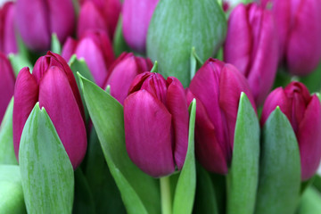 purple tulips in the garden, festive bouquet of flowers