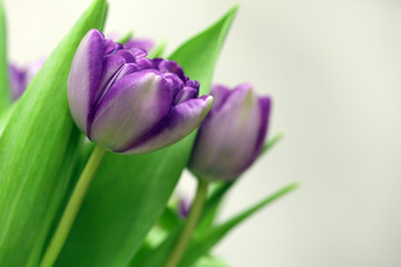 purple tulips in the garden, festive bouquet of flowers