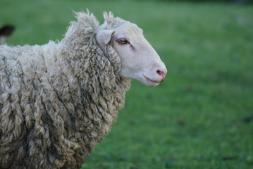 Obraz premium Sheep