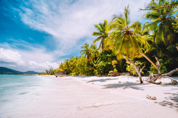 Vacation holiday background exotic wallpaper. Sunny day on paradise beach. White sand, palm trees and blue ocean lagoon