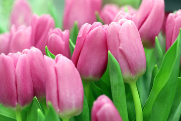 pink tulips in the garden, festive bouquet of flowers