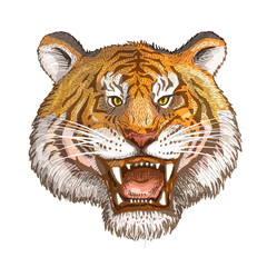 Vector image of a tiger face closeup on a white background