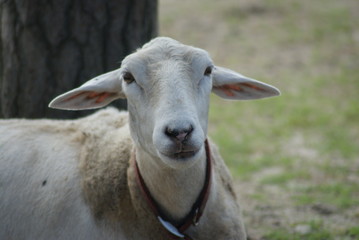 Fototapeta premium Sheep