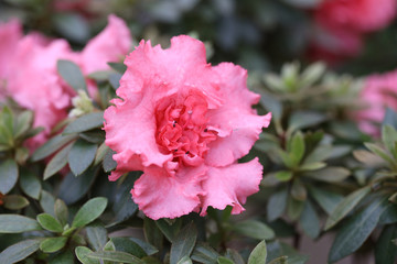 pink blooming azalea, natural background