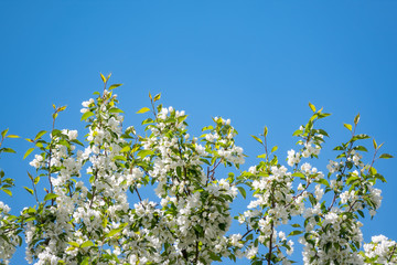 Fototapeta premium Apple tree branches with white flowers on a background of blue sky.