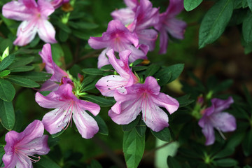 pink blooming azalea, natural background