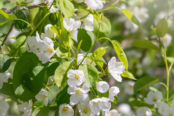 White blossoming apple trees.