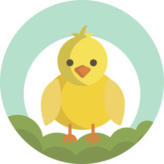 Chicken chick baby spring egg