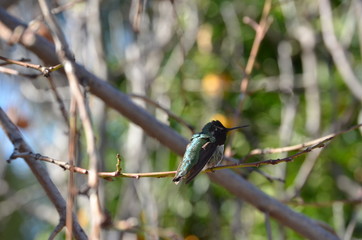 teal hummingbird