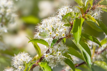 White cherry flowers