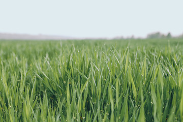 spring background. green fresh grass, ecology, protect nature