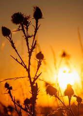 Dark silhouettes of needles of thistle flowers close up against the sunset background. Vertical image.