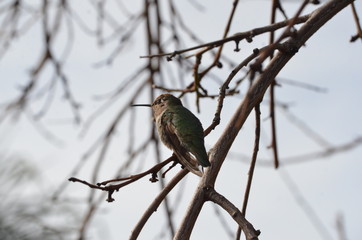 brown green hummingbird on branch