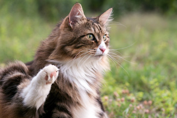 fluffy norwegian forest cat sitting outdoor looking far
