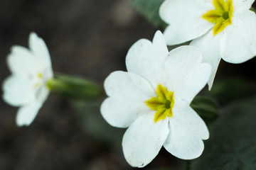 White flowers macro shot. Summer.