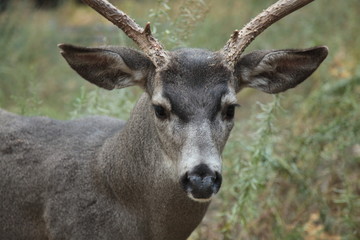 Naklejka na ściany i meble ciervo en yosemite national park