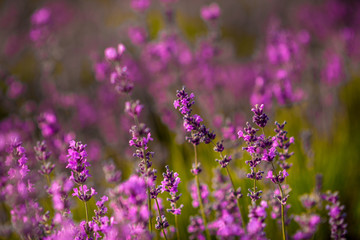 Beautiful lavender flowers close up on a field during sunset. Nature