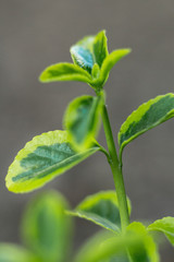 Green succulent plants and leaves macro shot