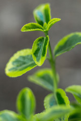 Green succulent plants and leaves macro shot