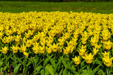 field of yellow tulip flowers - 326165759