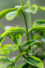 Green succulent plants and leaves macro shot
