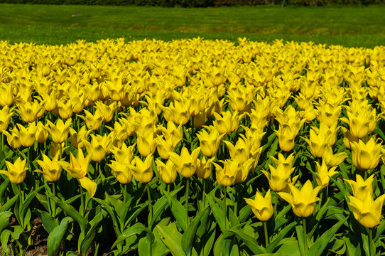 field of yellow tulip flowers