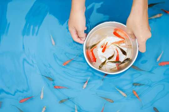 1 815 Best 金魚すくい Images Stock Photos Vectors Adobe Stock 1 815 Best 金魚すくい Images Stock Photos Vectors Adobe Stock
