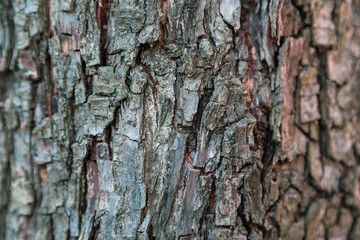 Fototapeta premium Relief texture background of the brown bark of a tree. Wallpaper for device