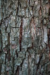 Naklejka premium Vertical relief texture background of the brown bark of a tree. Wallpaper for device
