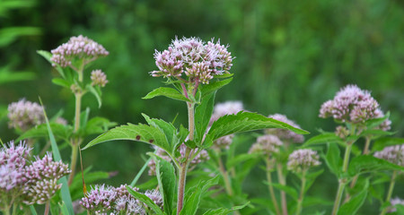 It blooms in nature hemp agrimony (Eupatorium cannabinum)